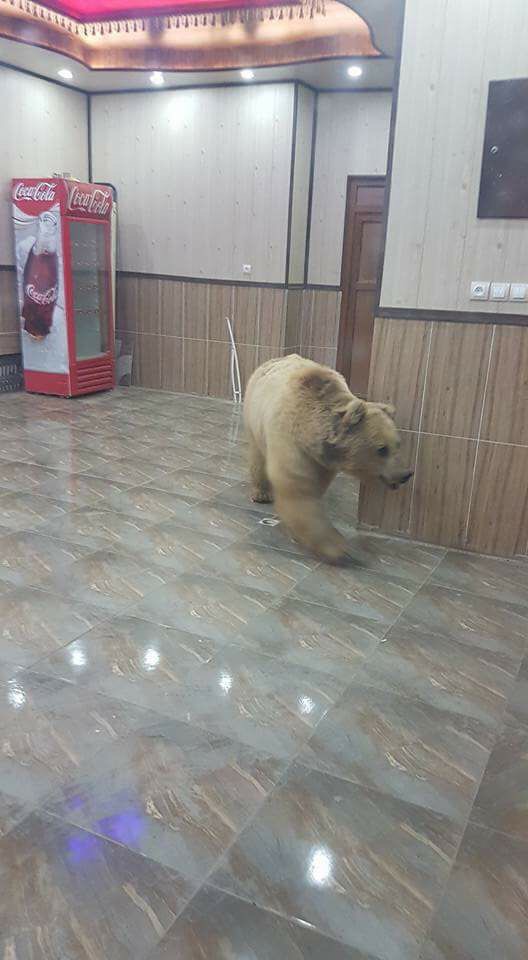One of the released bears into Kurdistan nature appears in Haji Omaran town in Erbil Province, April 17, 2017. (Photo: Social Media)
